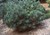 Dwarf Blue Scotch Pine thumbnail
